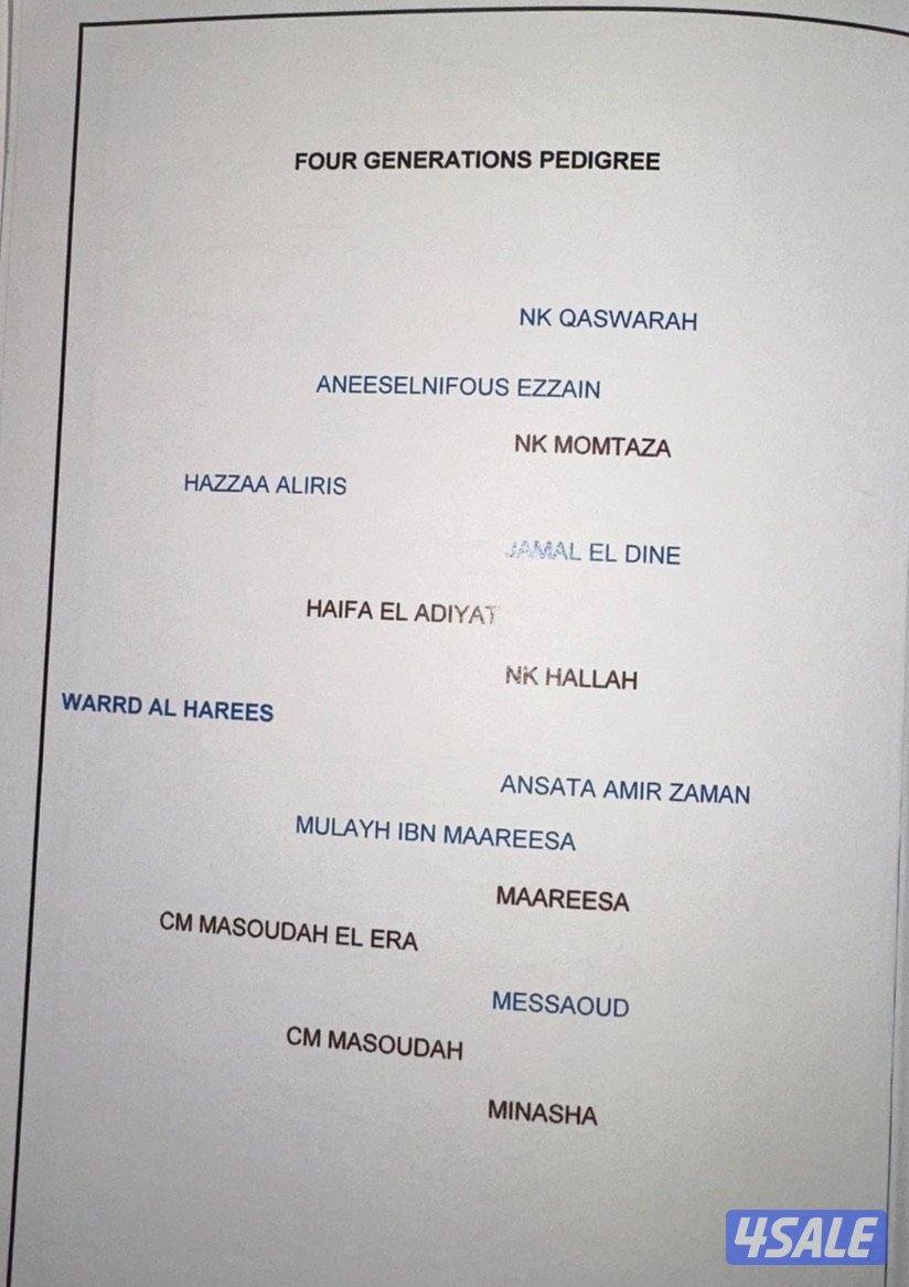 فحل مصري بيور1