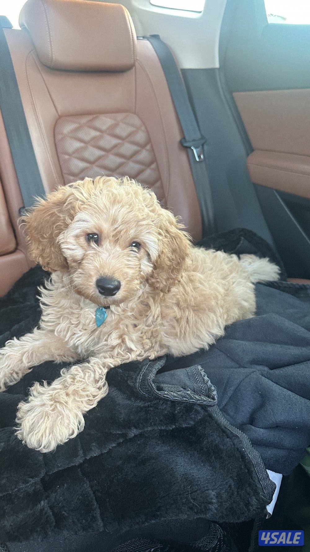 بودل للبيع العمر ٣ شهور متطعم كل التطعيمات0