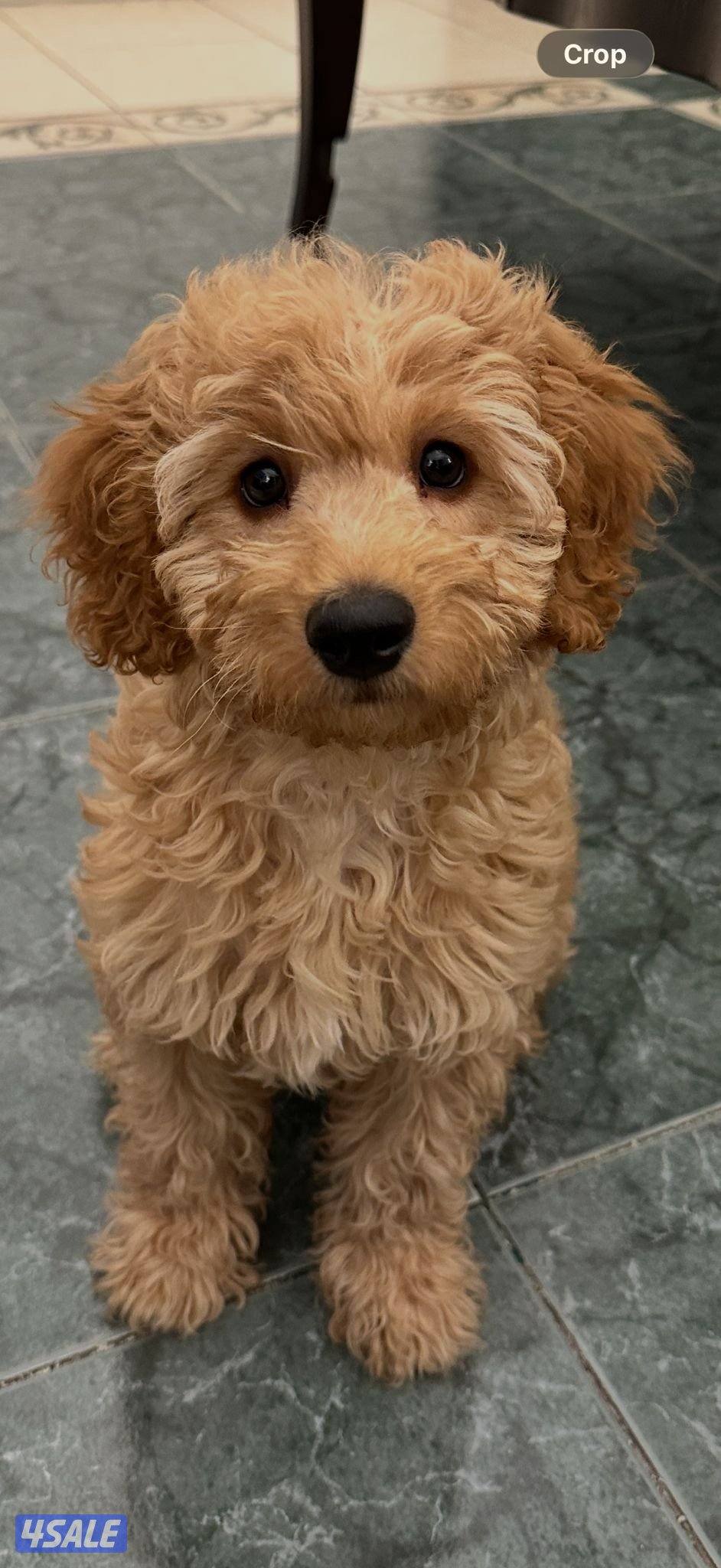 بودل للبيع العمر ٣ شهور متطعم كل التطعيمات2