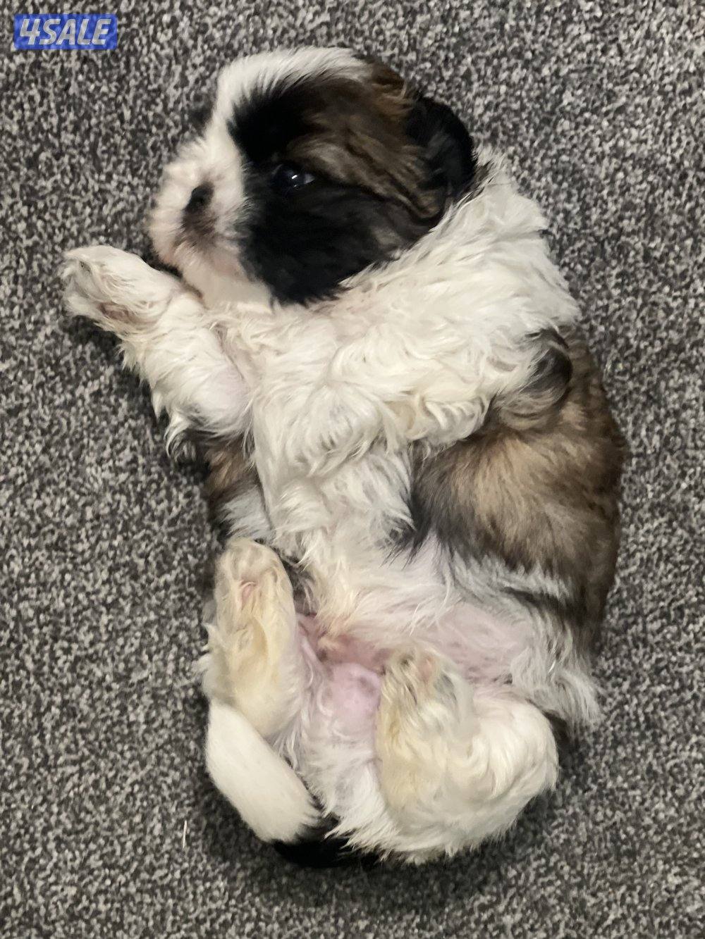 للبيع شتزو بيور0