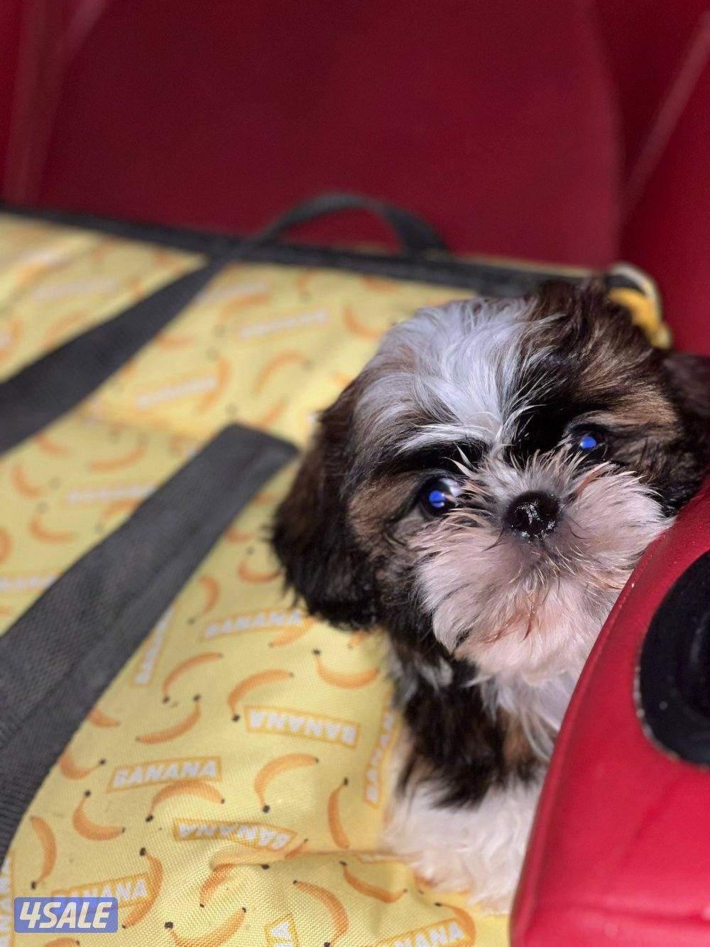 للبيع شتزو بيور1