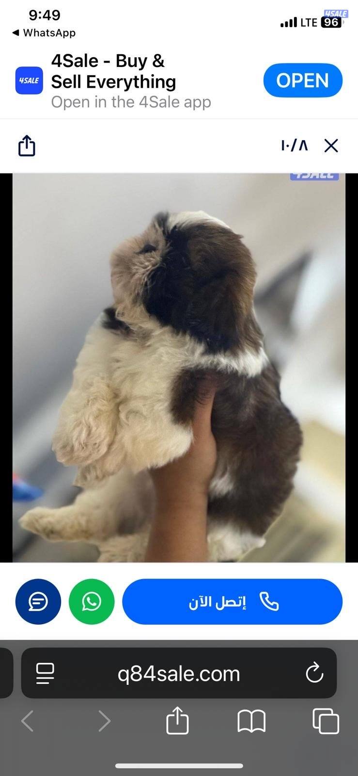 للبيع شتزو بيور2