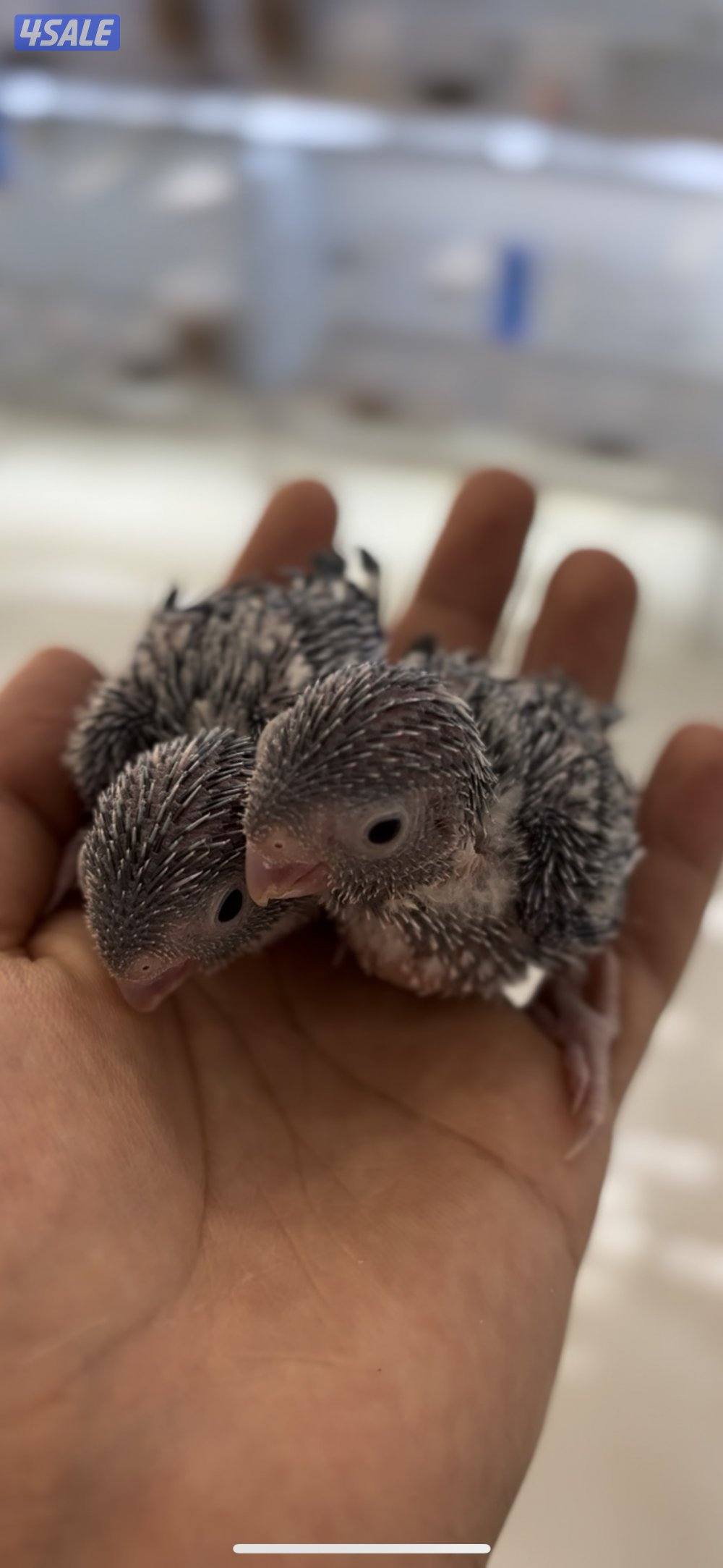 فروخ بارتوليت / مني فشر0