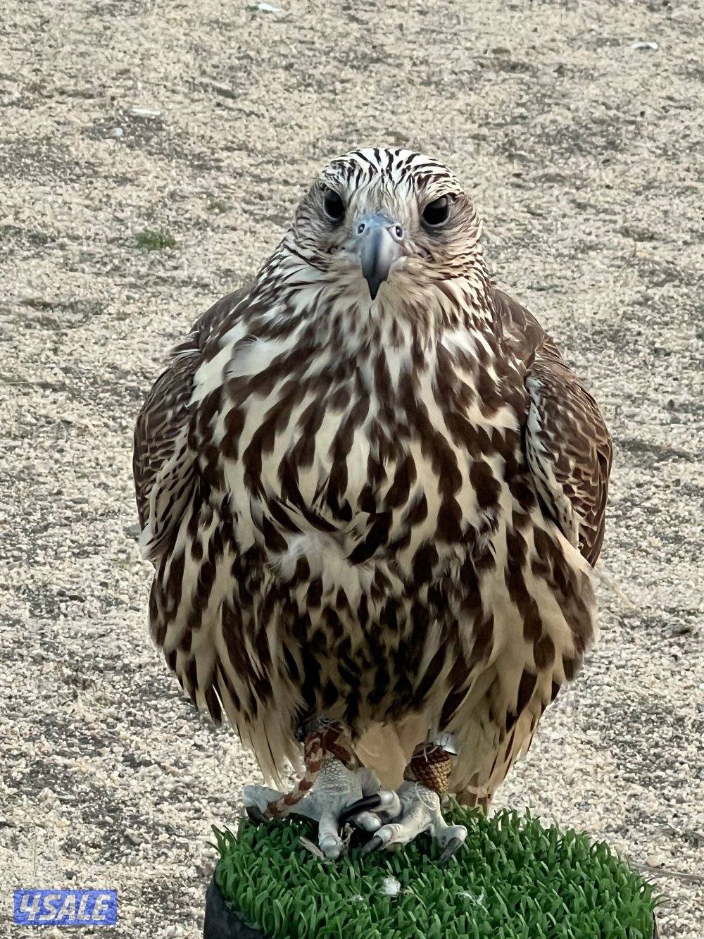 للبيع حر من حر روسي فرخ0