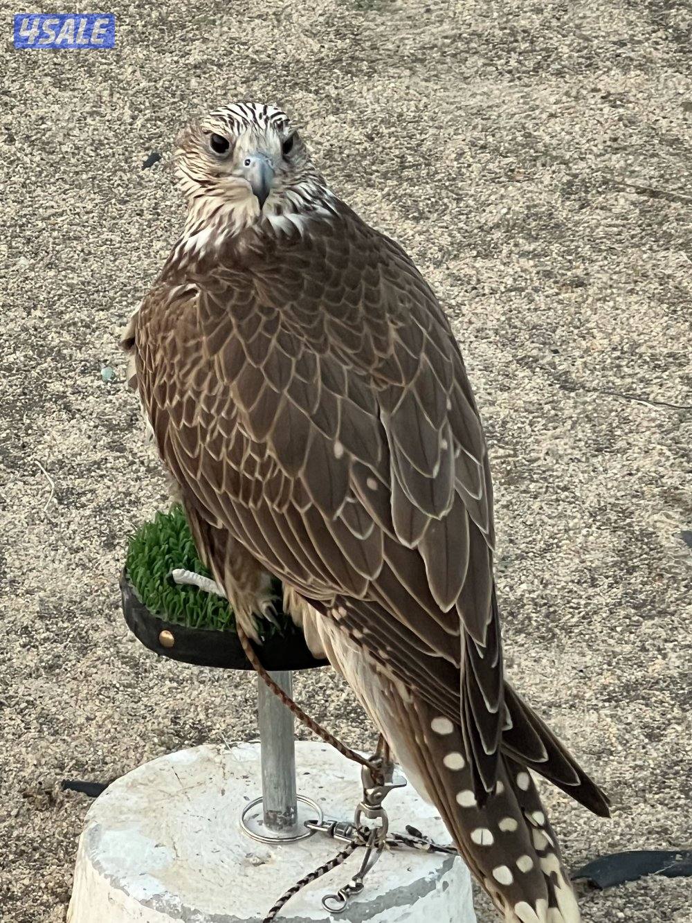 للبيع حر من حر روسي فرخ1