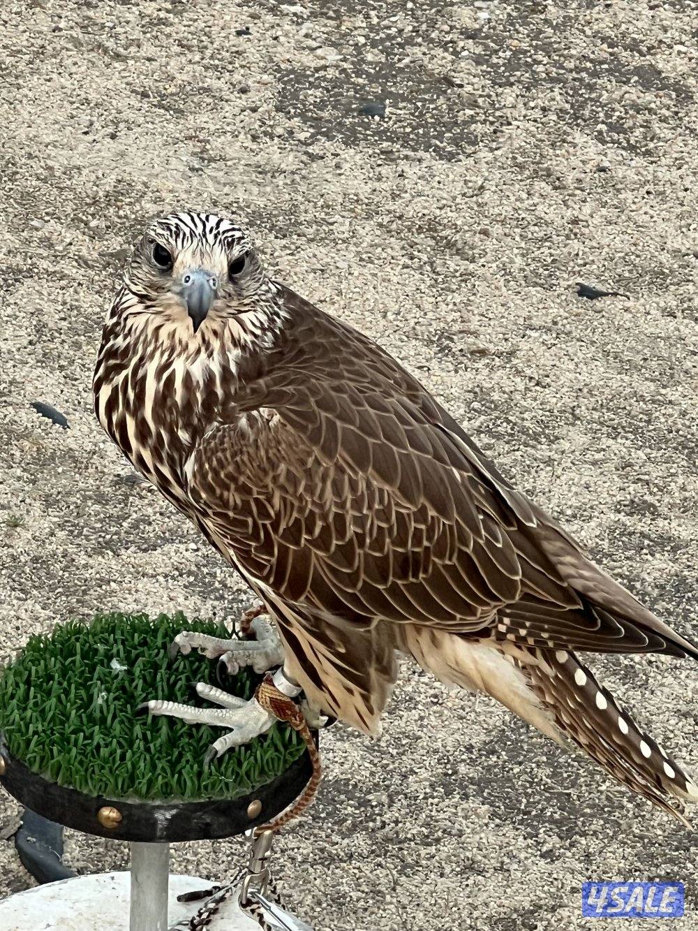 للبيع حر من حر روسي فرخ2