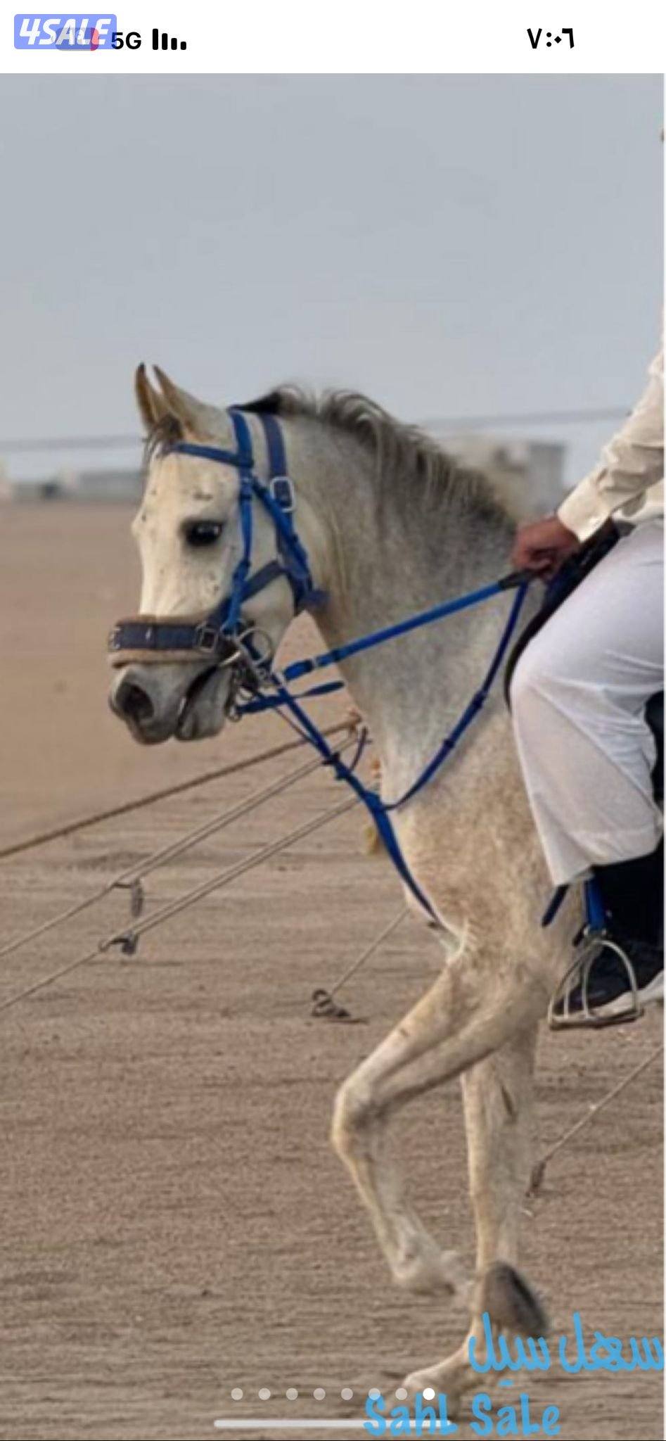 للبيع حصان مصري من غير اوراق0