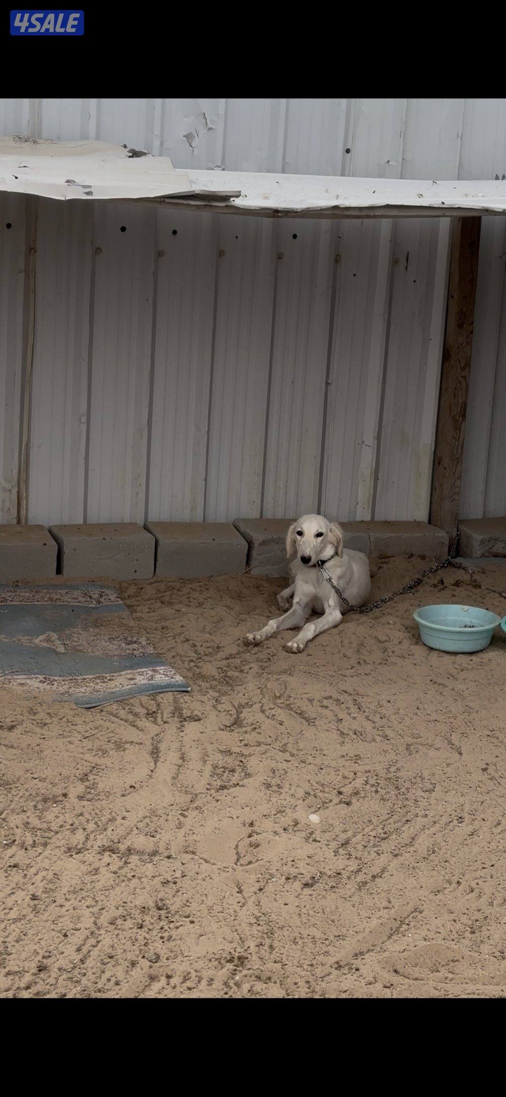 السالمي كيلو1