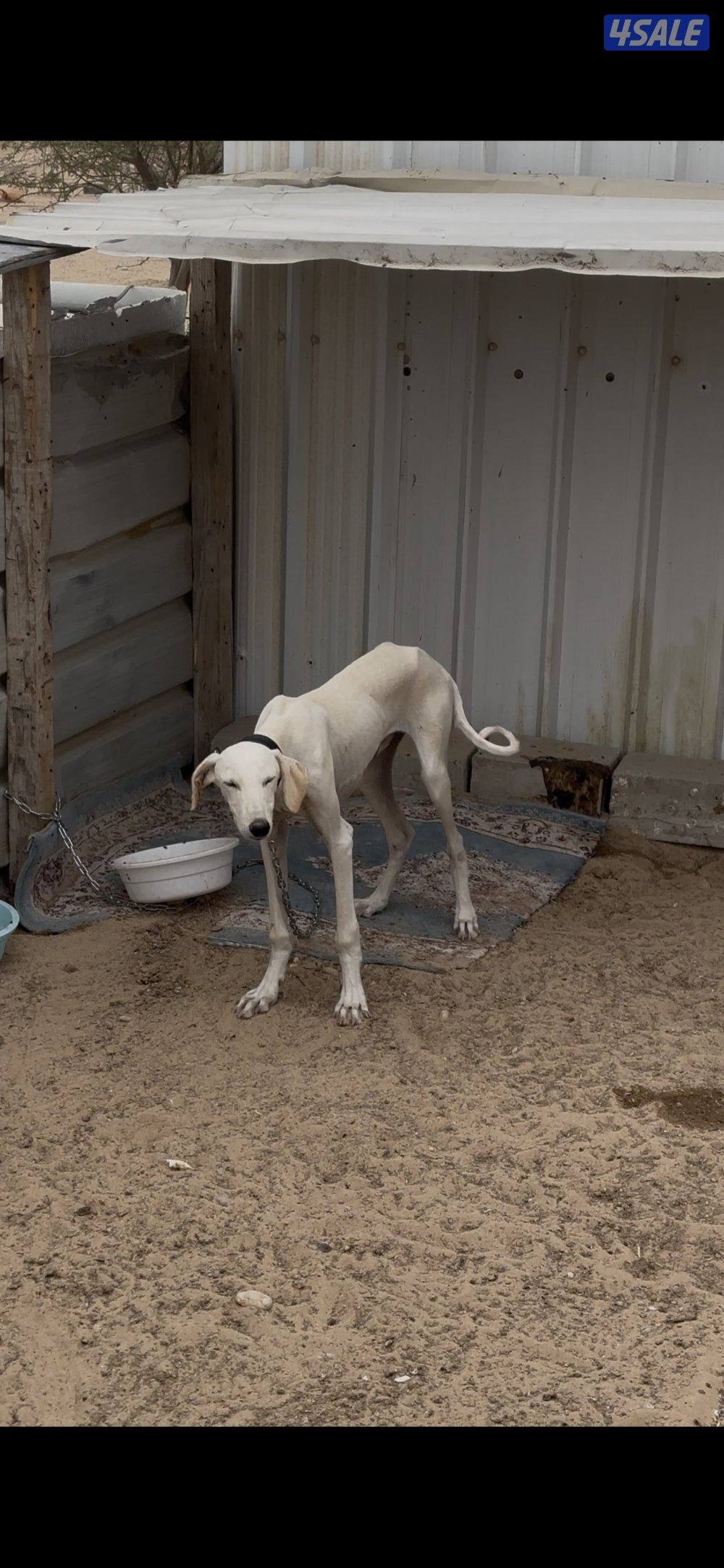 السالمي كيلو2