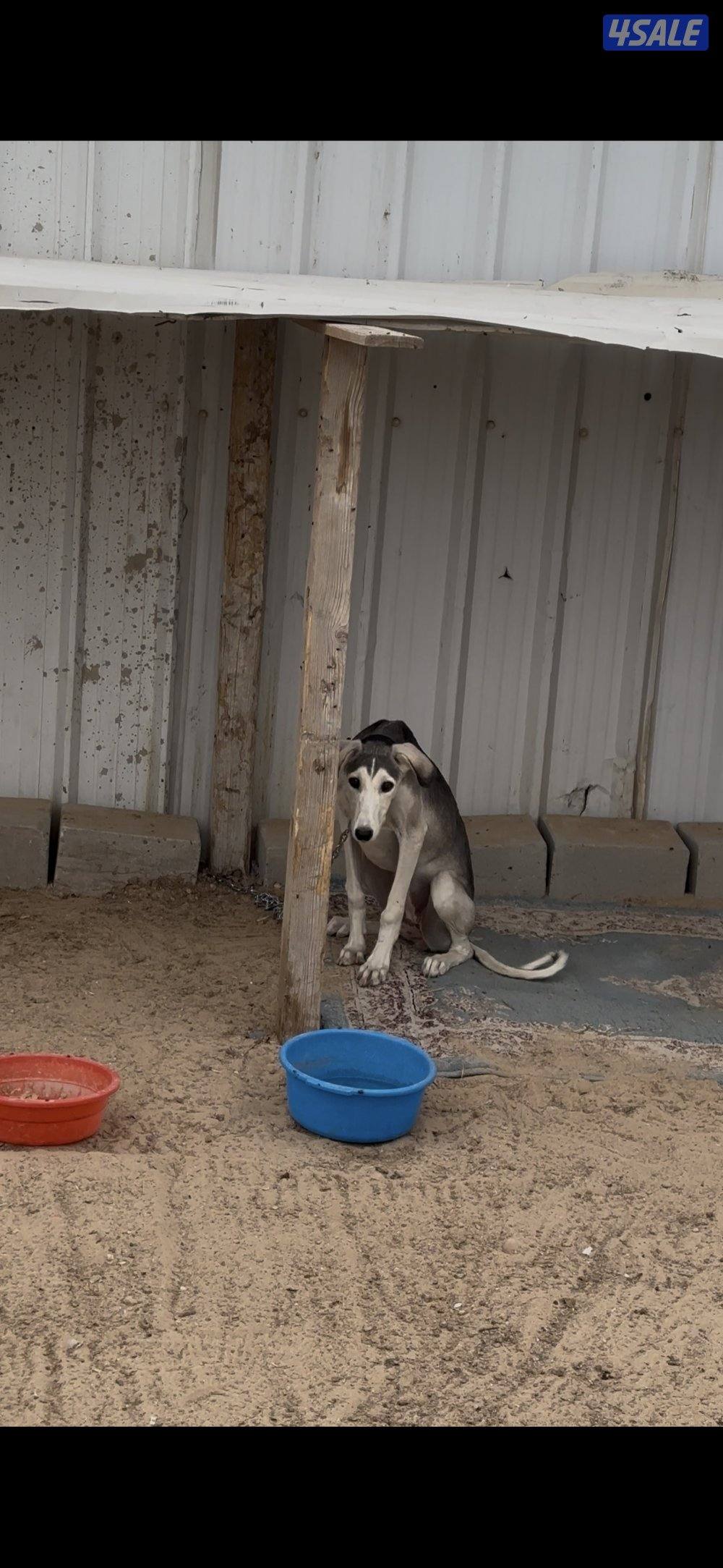 السالمي كيلو3