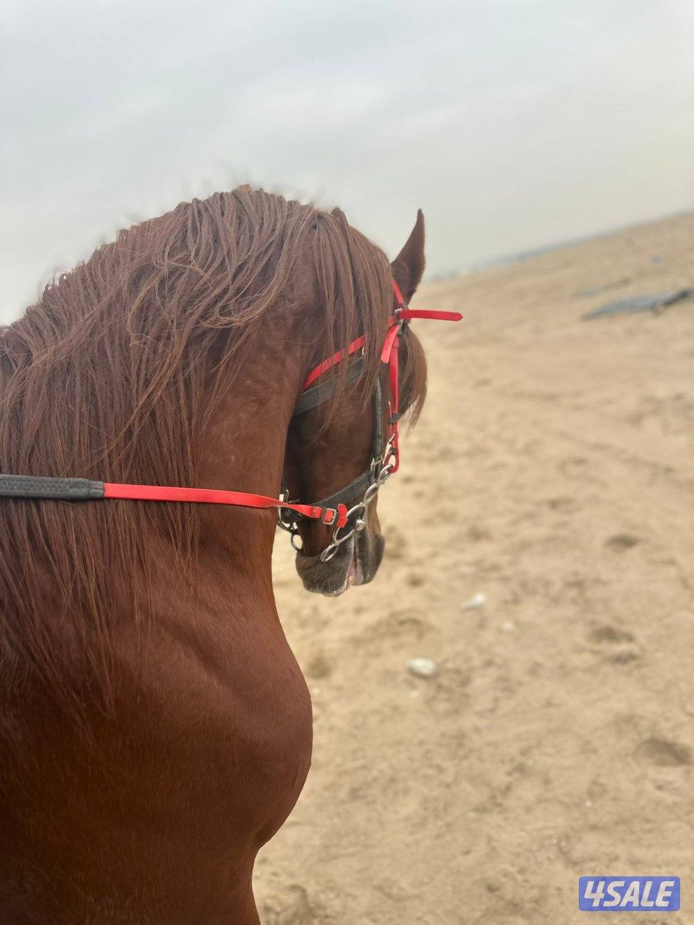 للبيع حصان مصري بيور1