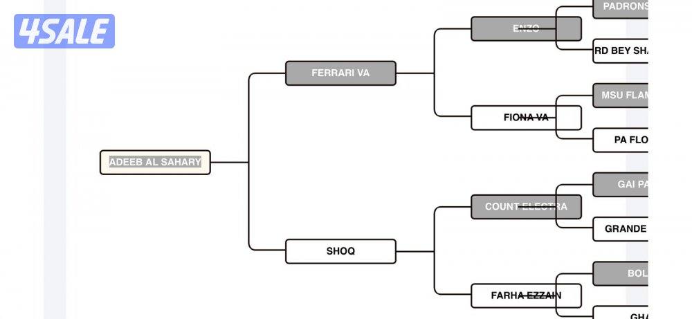 للبيع حصان مصري بيور2