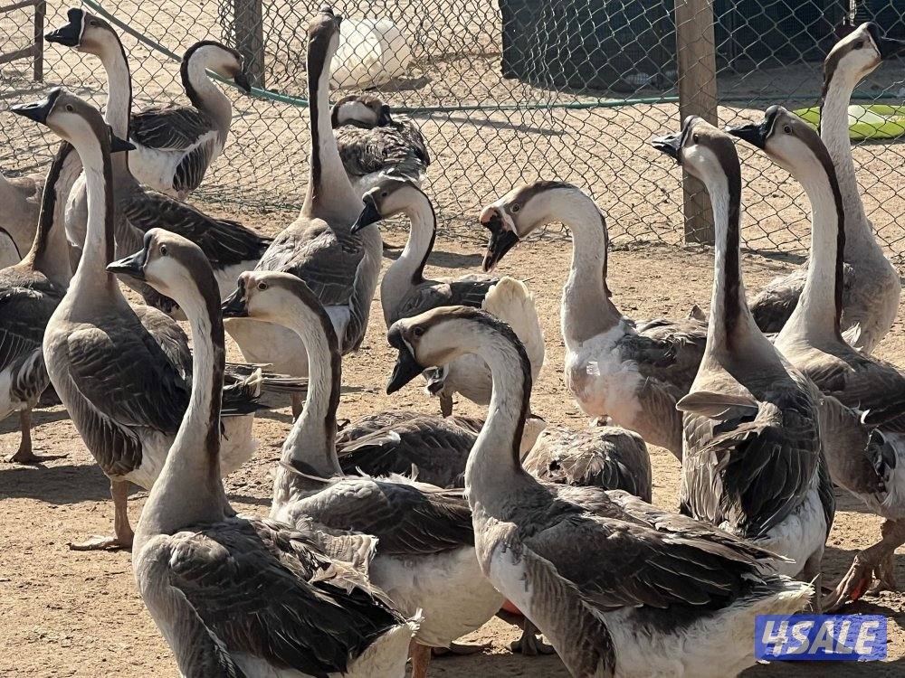 للبيع وز كندي صحه طيبه0