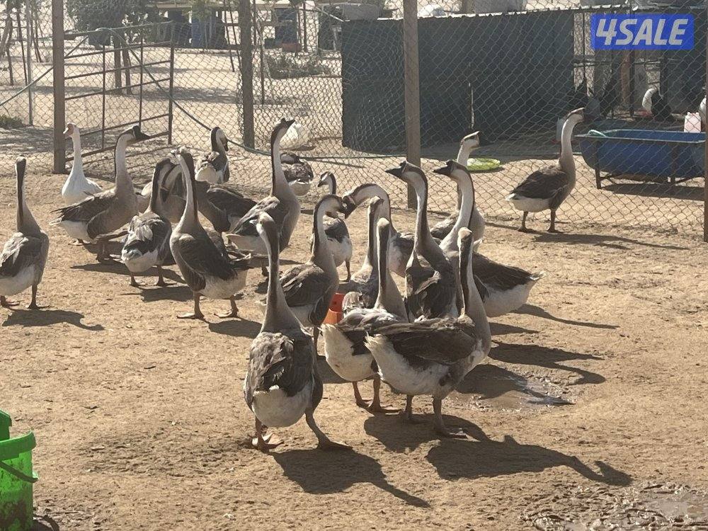 للبيع وز كندي صحه طيبه1