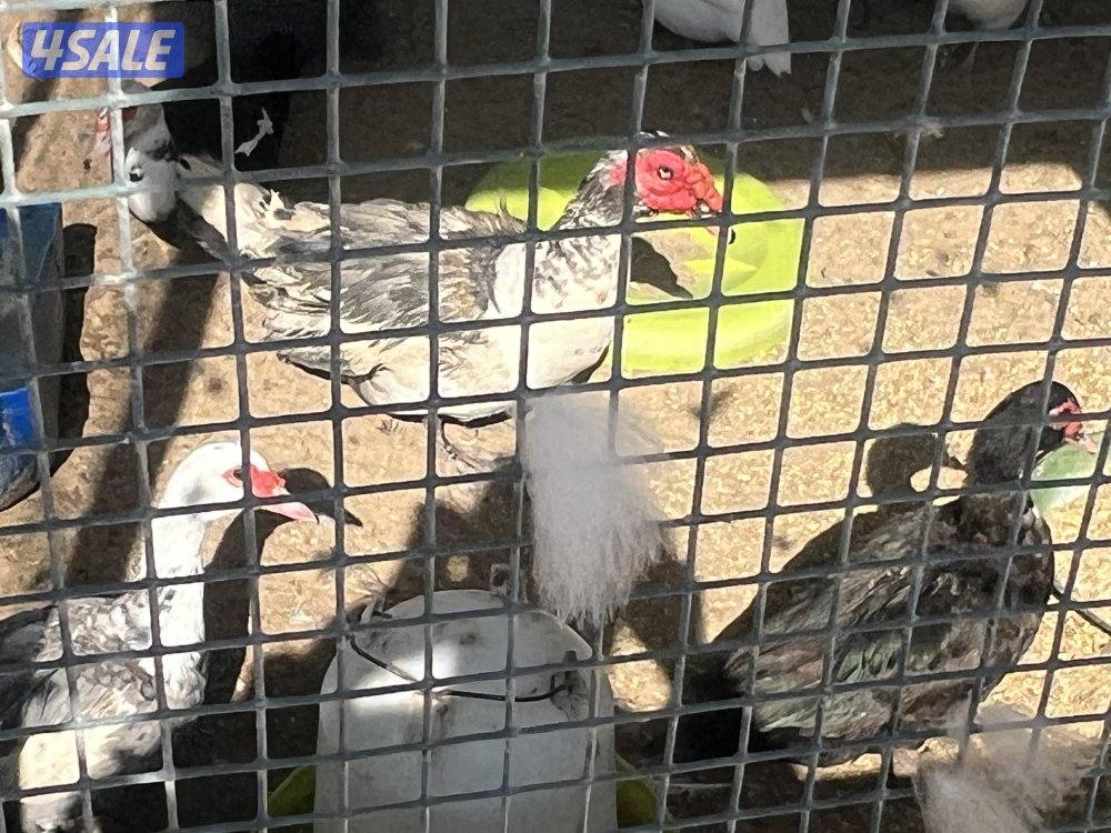 للبيع وز كندي صحه طيبه2