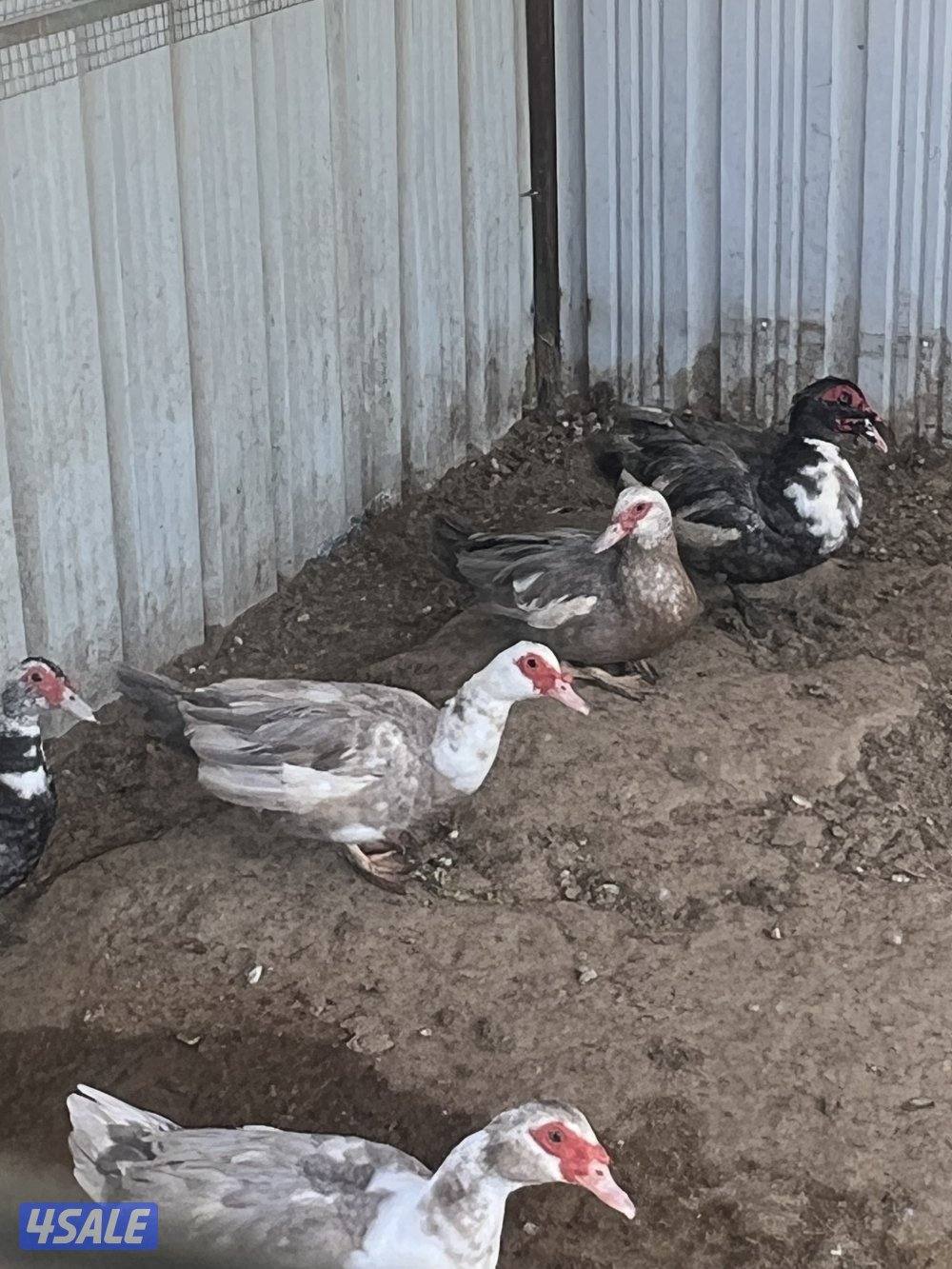 للبيع وز كندي صحه طيبه3