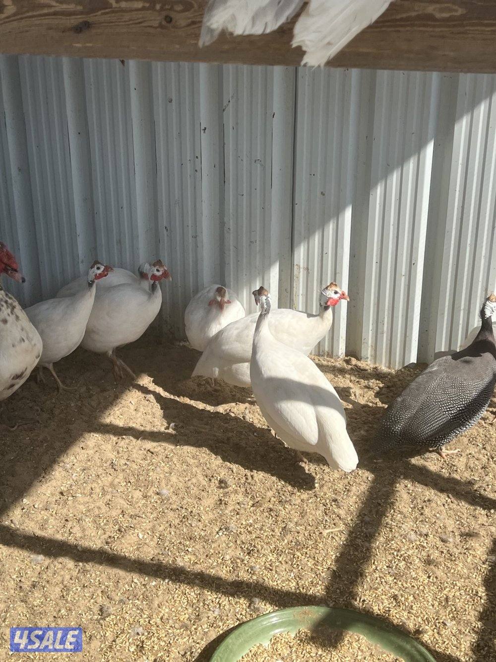 للبيع وز كندي صحه طيبه4