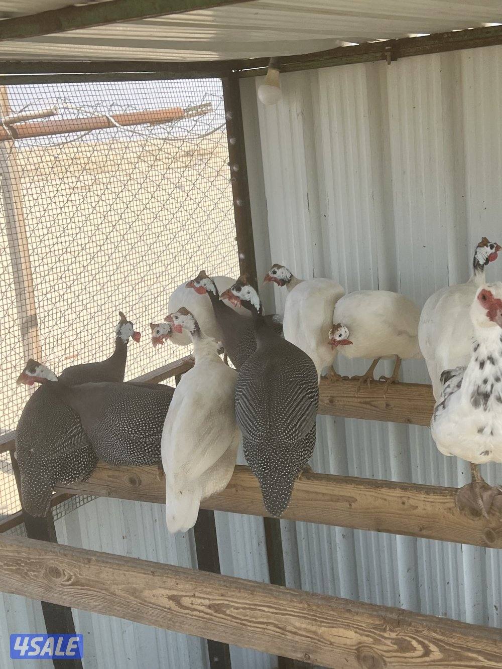 للبيع وز كندي صحه طيبه5