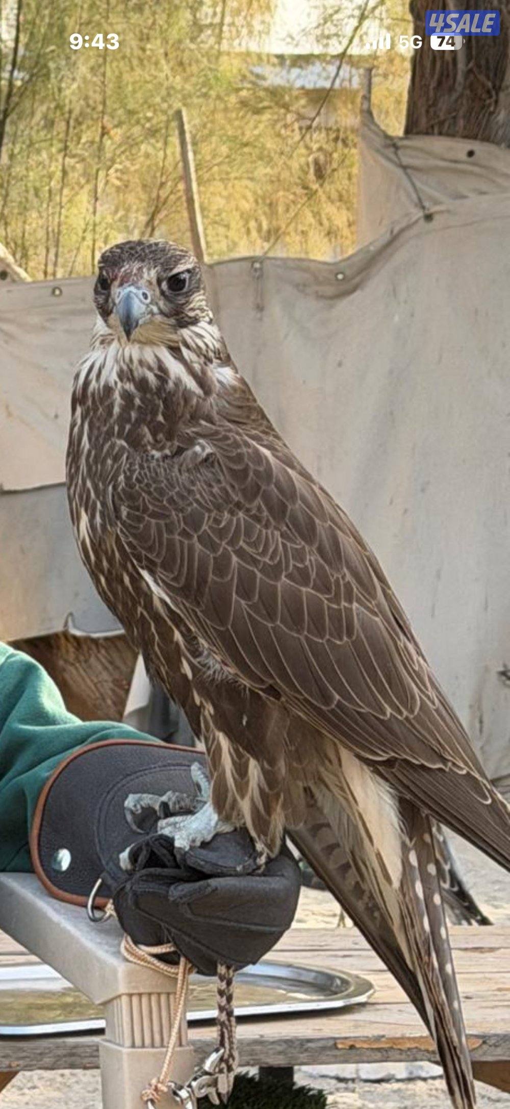 جير حر هاشم0