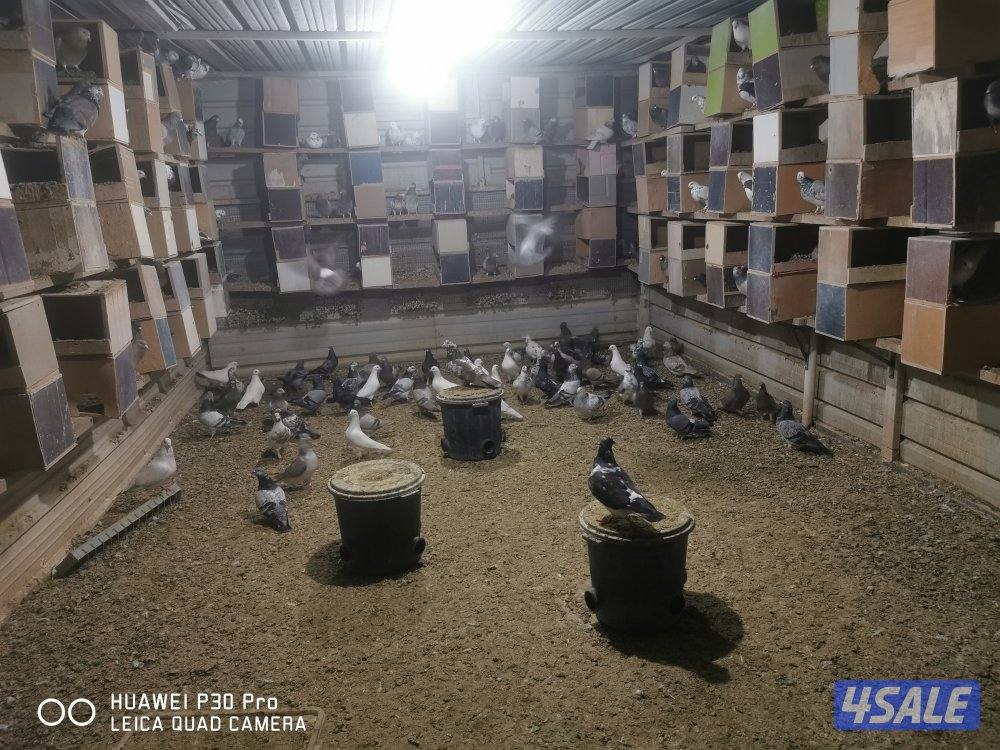 البيع حمام زاجل وبغداي ولاحم دشي احجام طيبه0