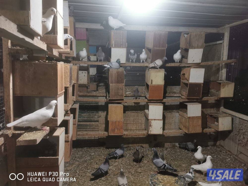 البيع حمام زاجل وبغداي ولاحم دشي احجام طيبه1