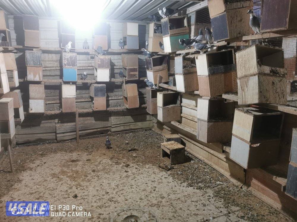 البيع حمام زاجل وبغداي ولاحم دشي احجام طيبه2