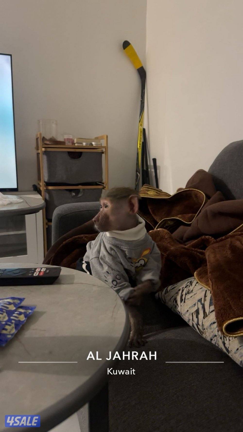 قر دد يونس ونيس وشغله تمام واموره فوق الطيبه معاه جميع اغراضه للي يبيه0