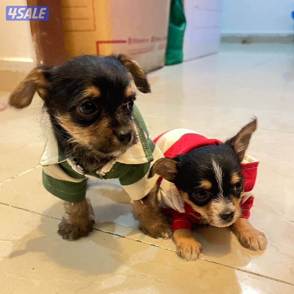 puppy Small mixed breed mother yorkie father chihuahua0
