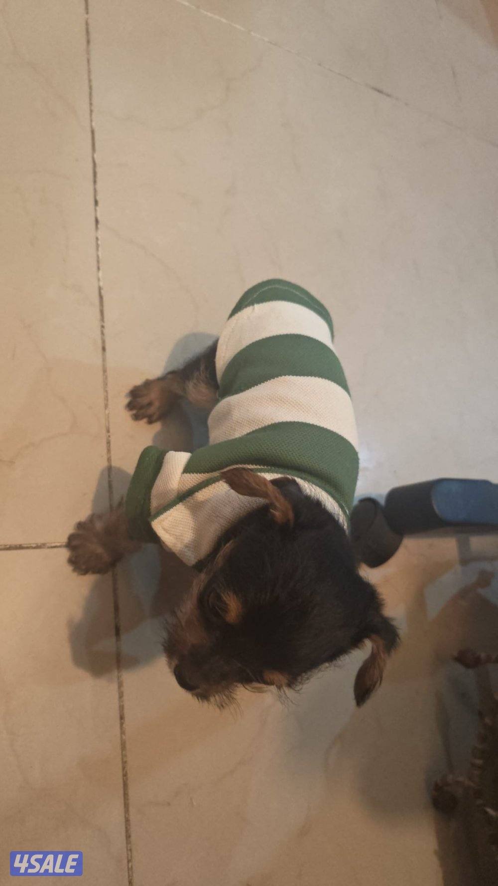 puppy Small mixed breed mother yorkie father chihuahua1