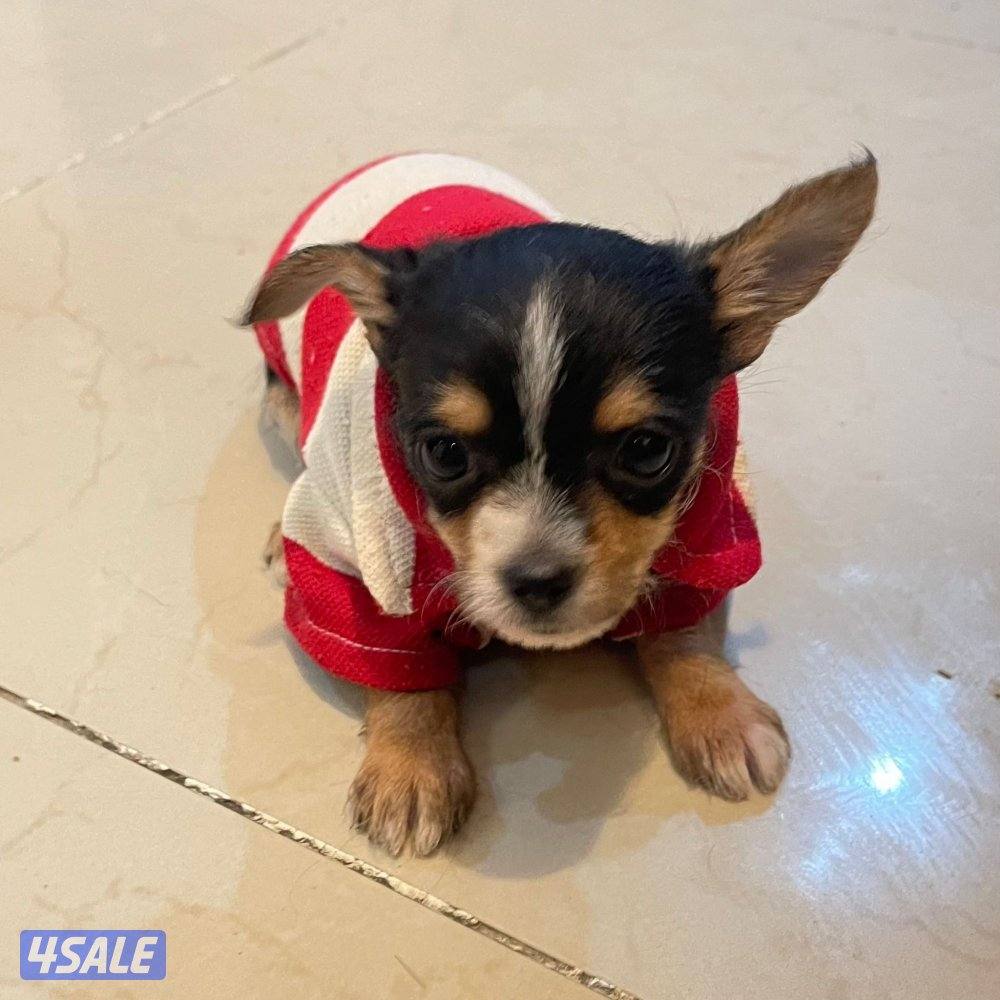 puppy Small mixed breed mother yorkie father chihuahua2