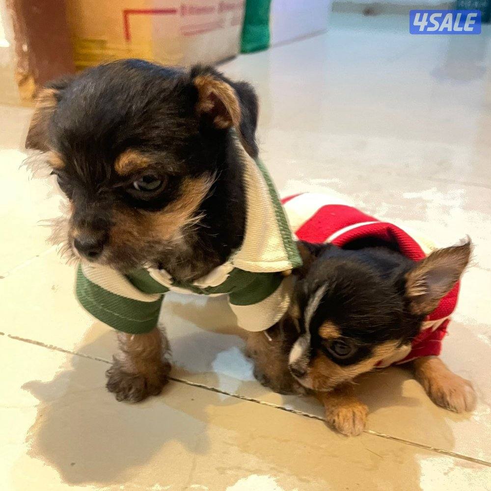 puppy Small mixed breed mother yorkie father chihuahua4