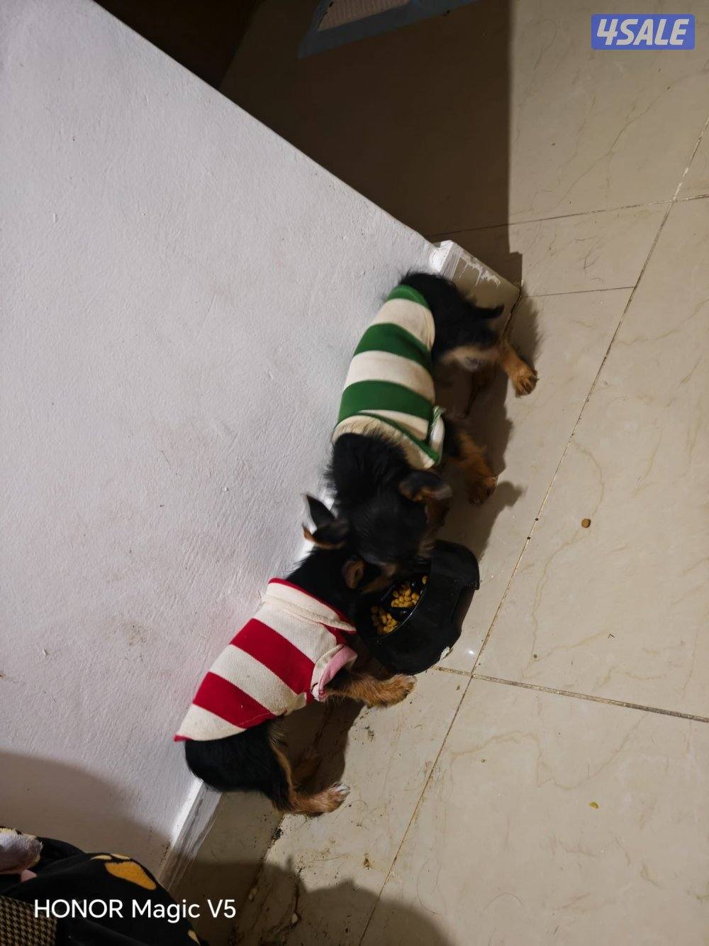 puppy Small mixed breed mother yorkie father chihuahua3