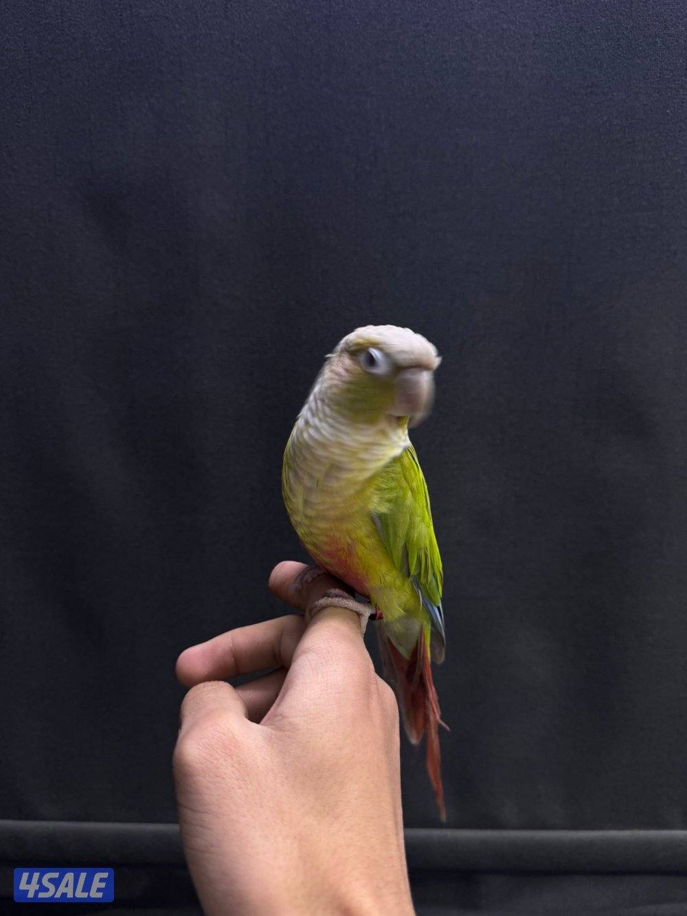 للبيع كنيور شرط ربوه2