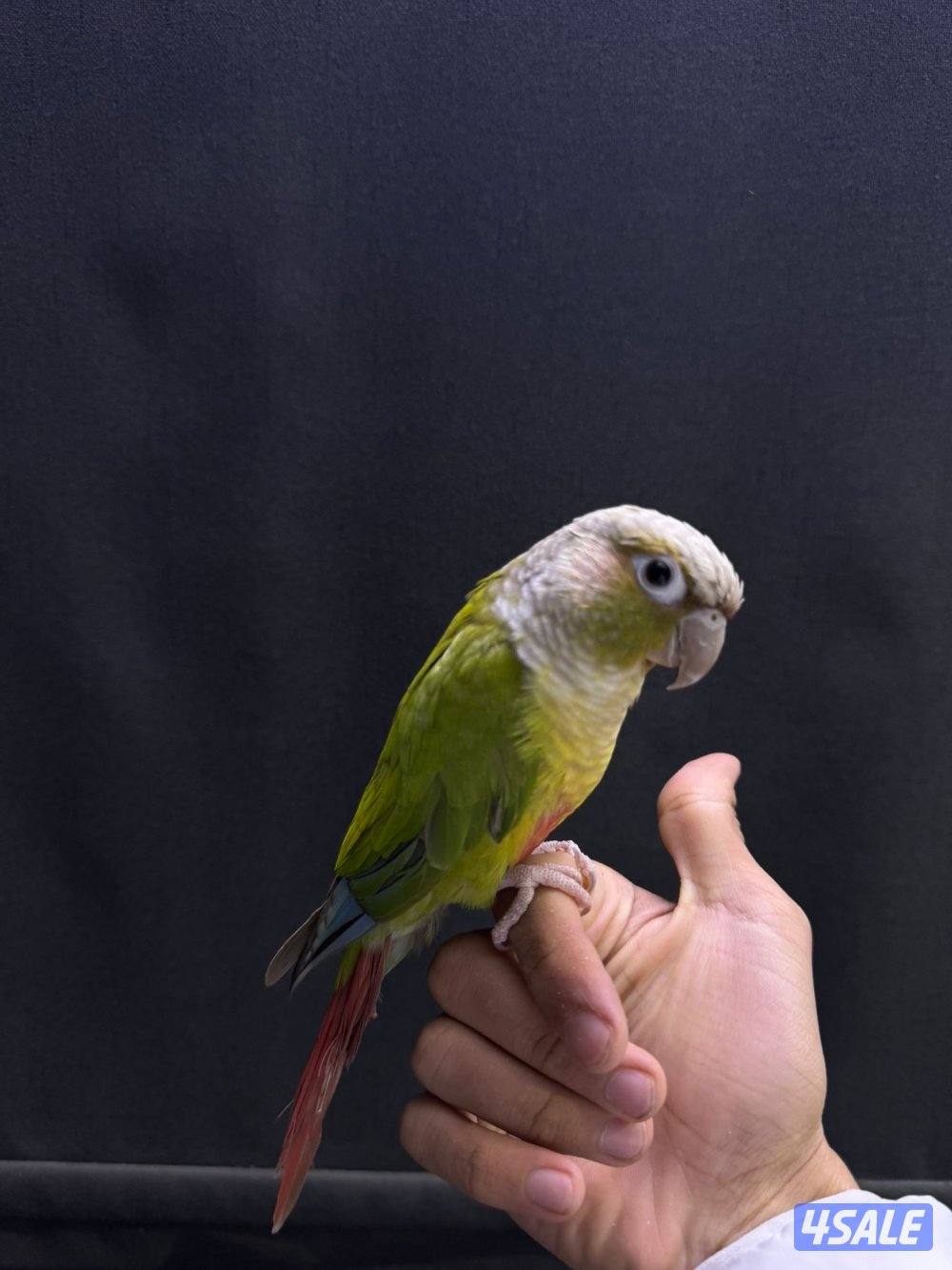 للبيع كنيور شرط ربوه1