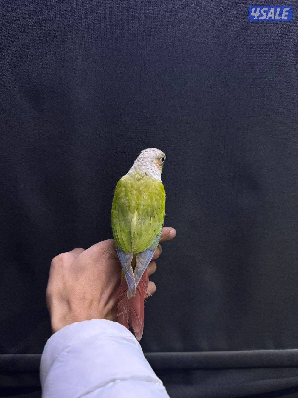 للبيع كنيور شرط ربوه3