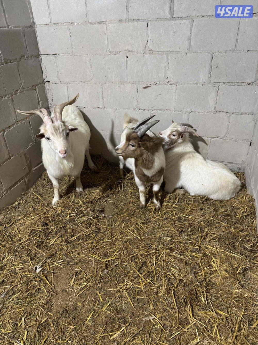 للبيع تيوس جيكيه0