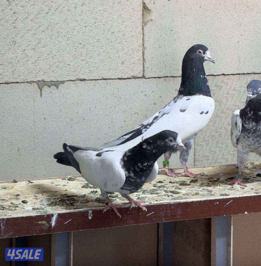 للبيع حمام باكستاني بيور0