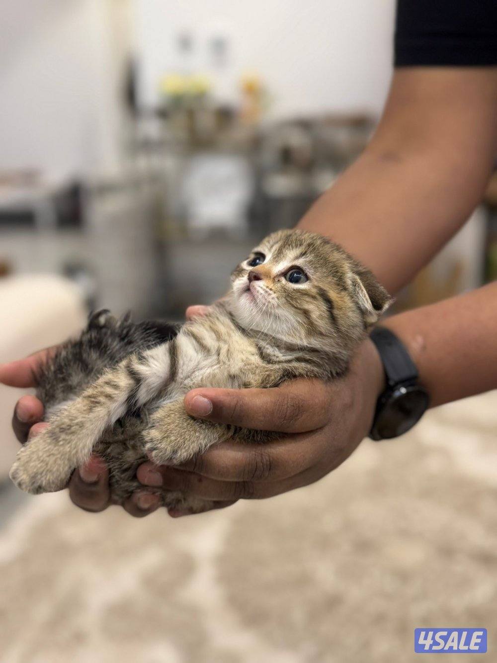 كتن سكوتش فولد العمر شهرين ونص0