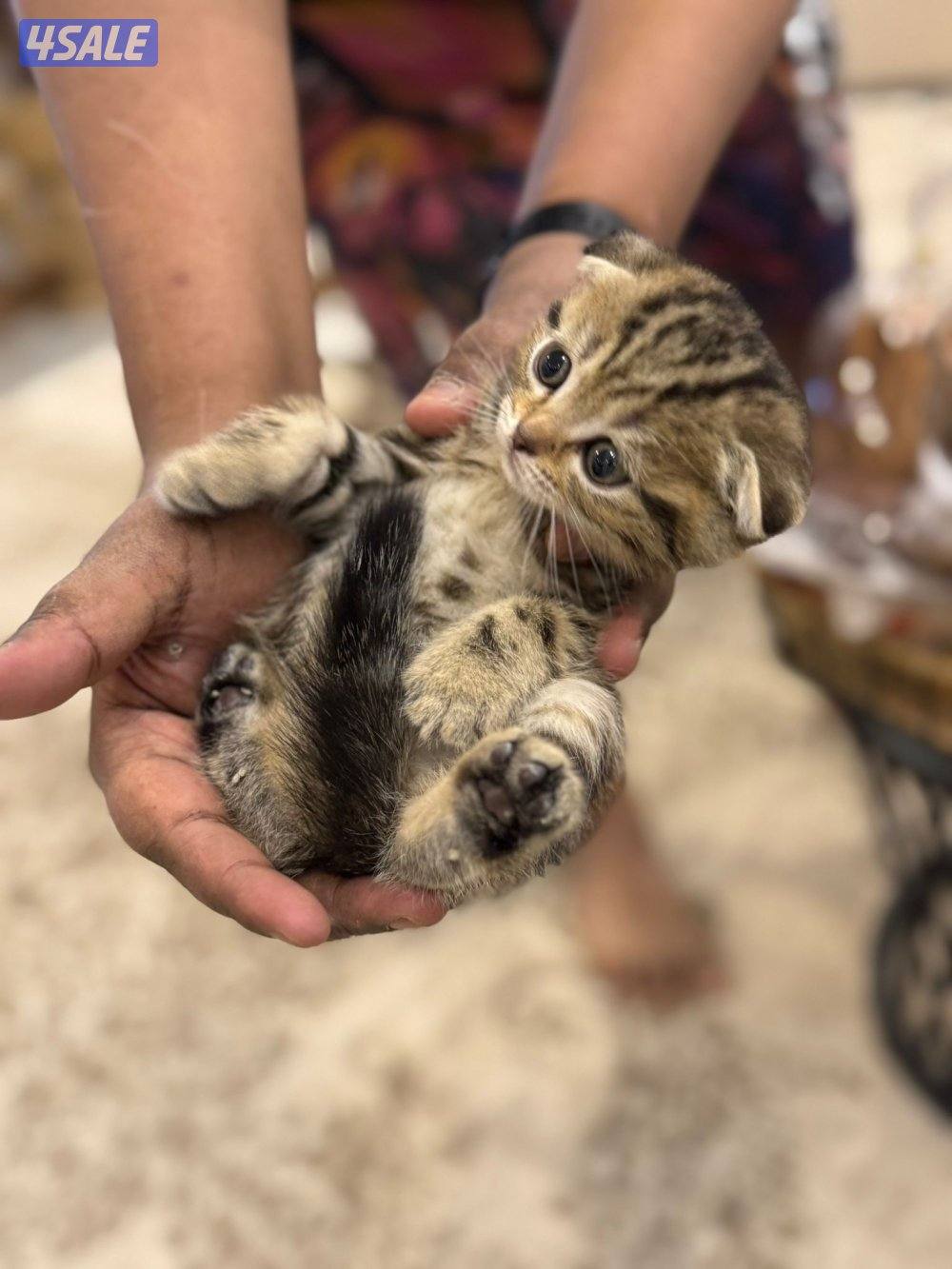 كتن سكوتش فولد العمر شهرين ونص1