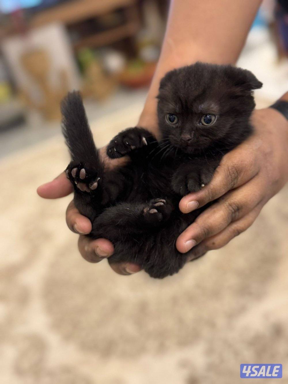 كتن سكوتش فولد العمر شهرين ونص3