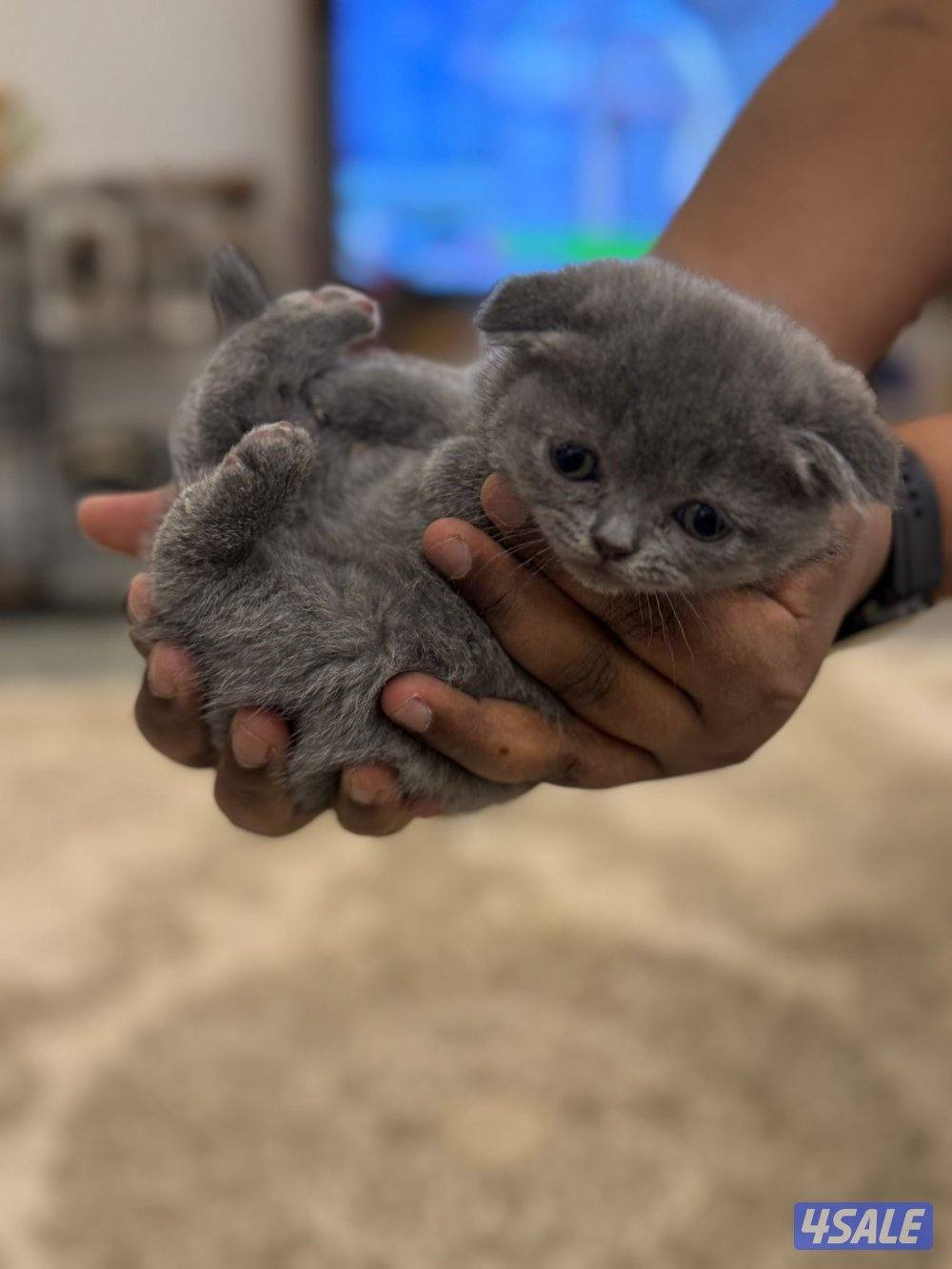 كتن سكوتش فولد العمر شهرين ونص2