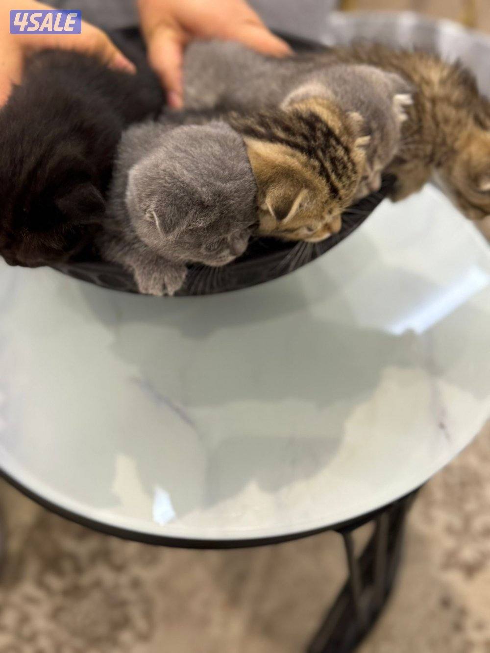 كتن سكوتش فولد العمر شهرين ونص4