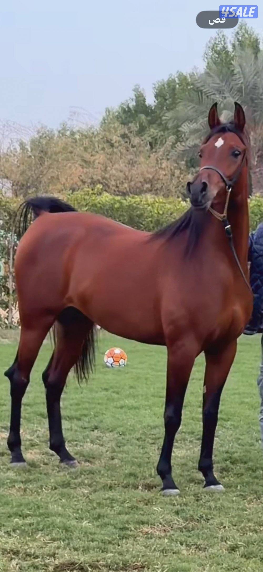 فرس فاخره جداً بنت اي جي اركان وحفيده كحيل الشقب من الام0
