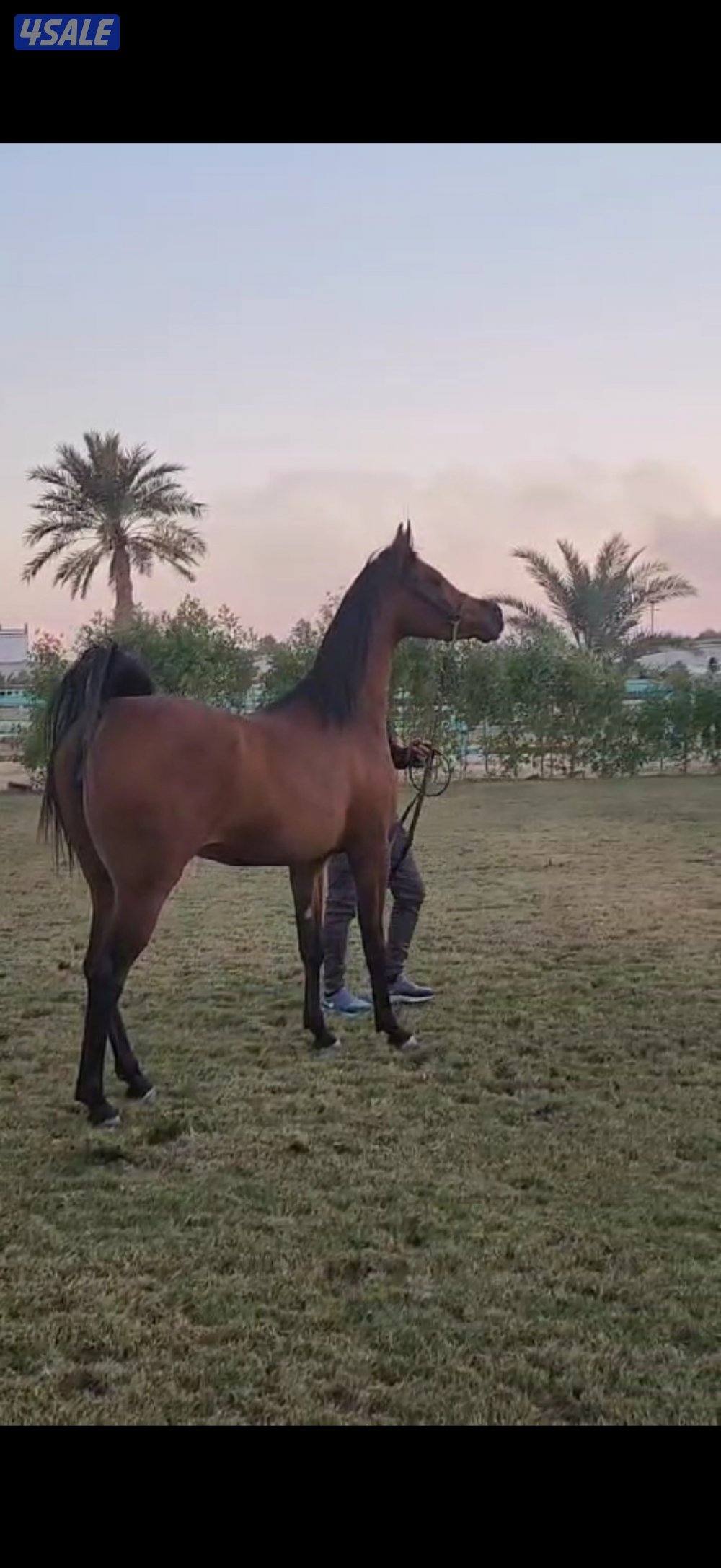 فرس فاخره جداً بنت اي جي اركان وحفيده كحيل الشقب من الام1