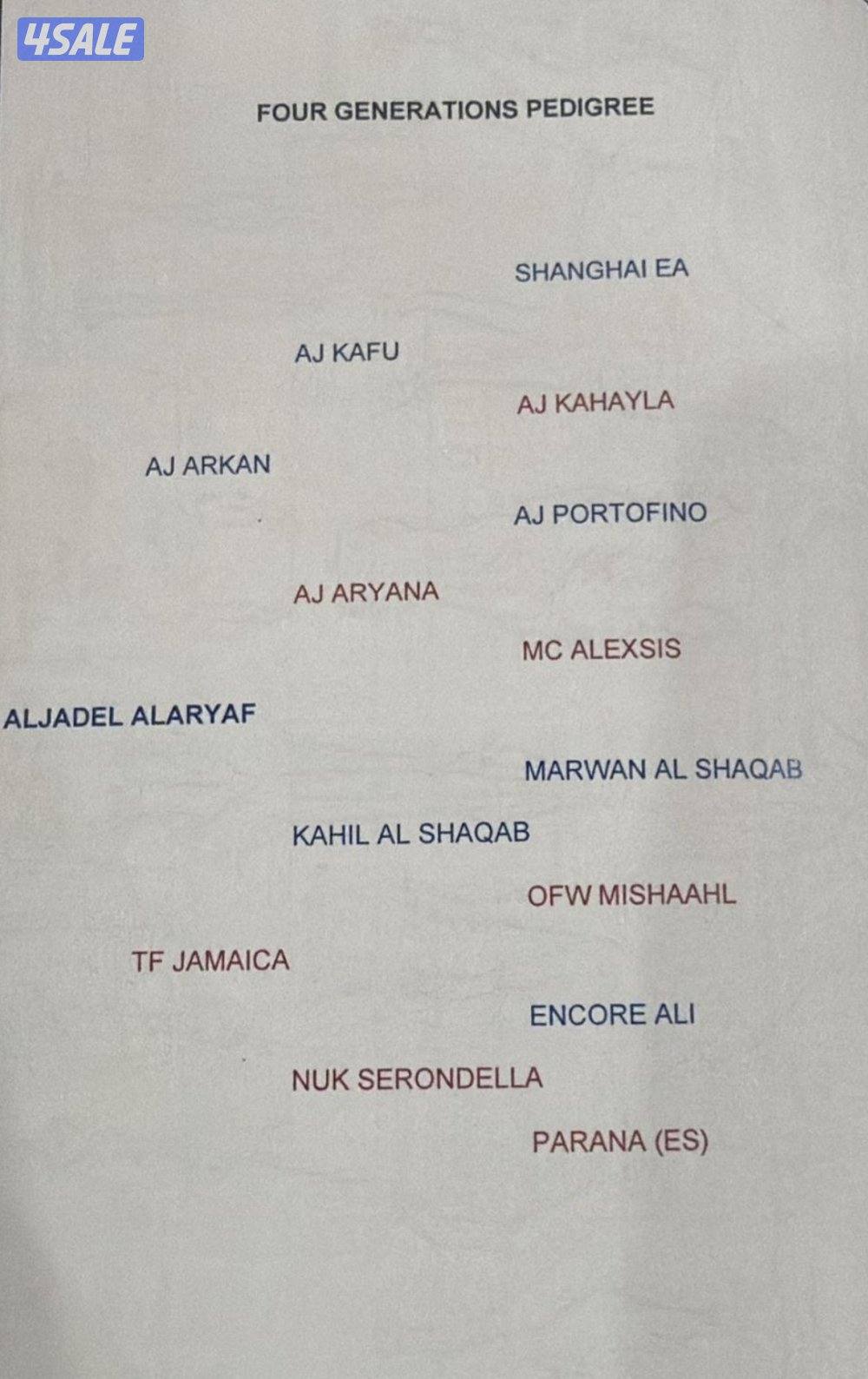 فرس فاخره جداً بنت اي جي اركان وحفيده كحيل الشقب من الام2