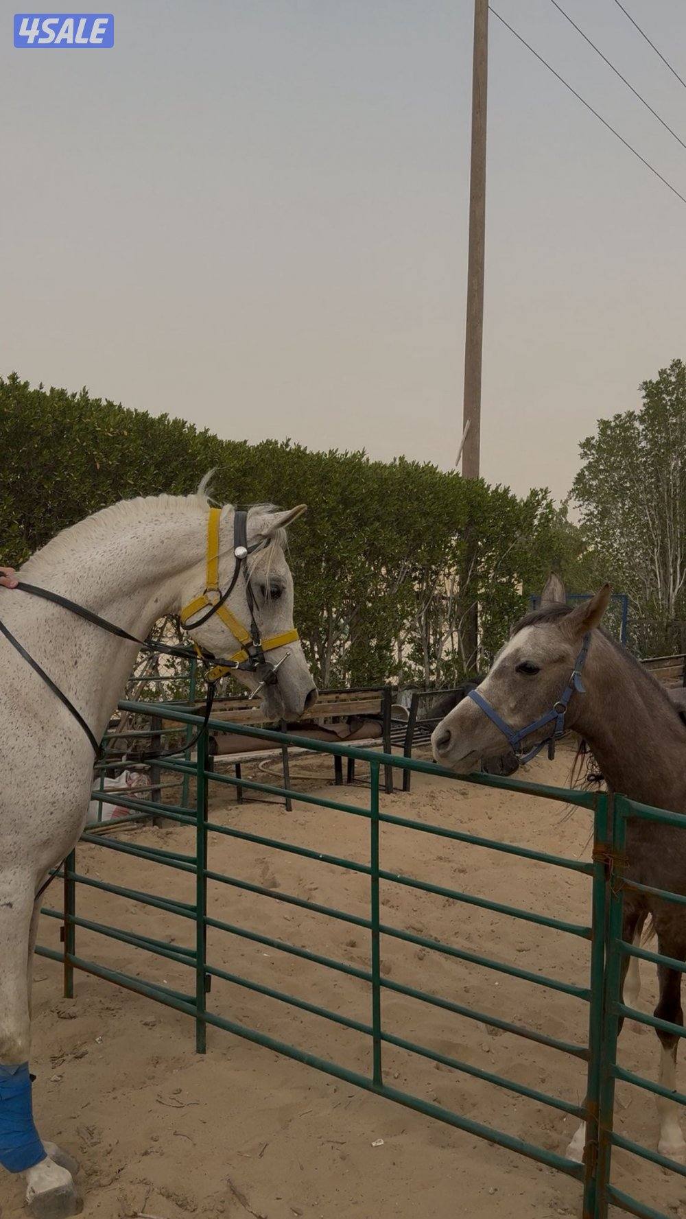 حصان مصري مواليد 2020 شغال ريس ، اقبل بالبدل1