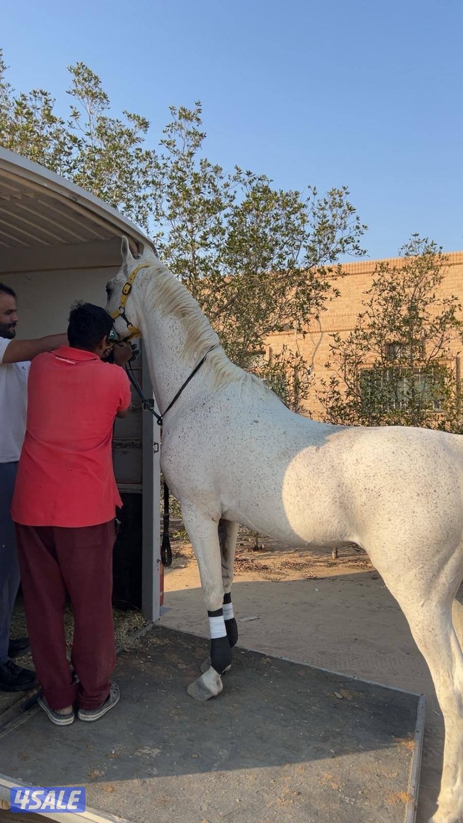 حصان مصري مواليد 2020 شغال ريس ، اقبل بالبدل2