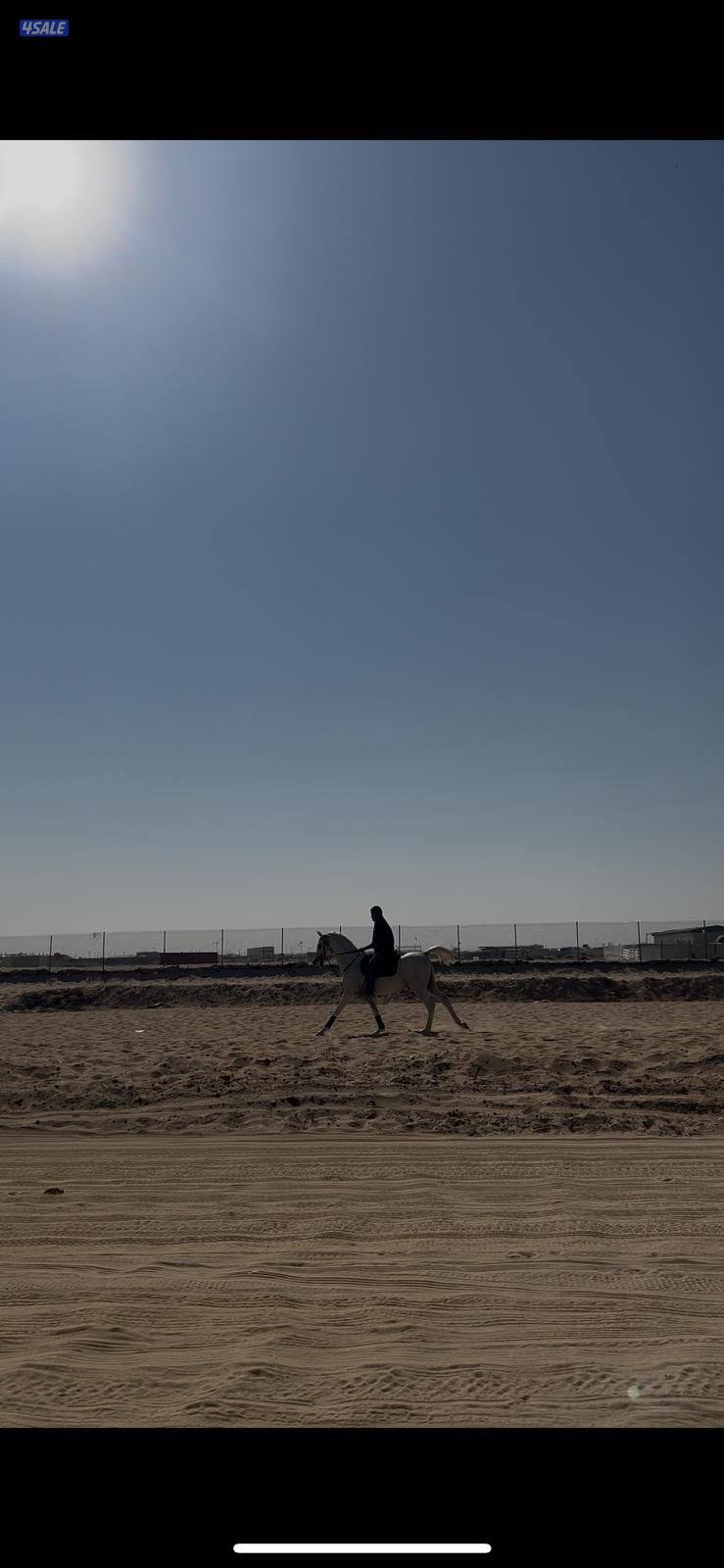 حصان مصري مواليد 2020 شغال ريس ، اقبل بالبدل3