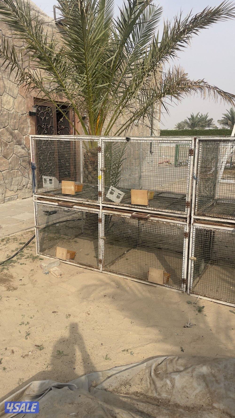 للبيع عدد ٢ خانة والاستلام كبد1