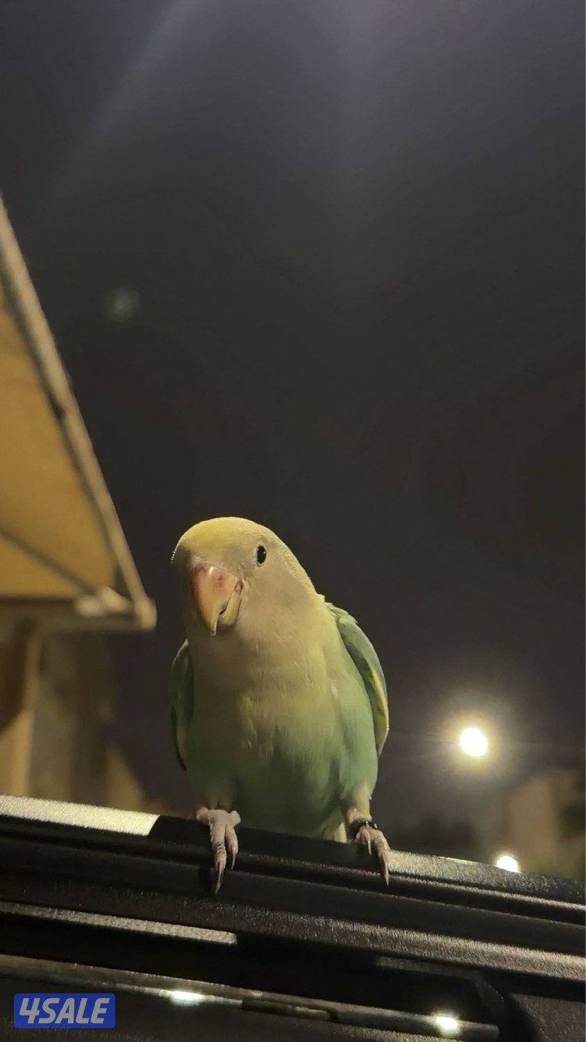 لوف بيرد ربوه0